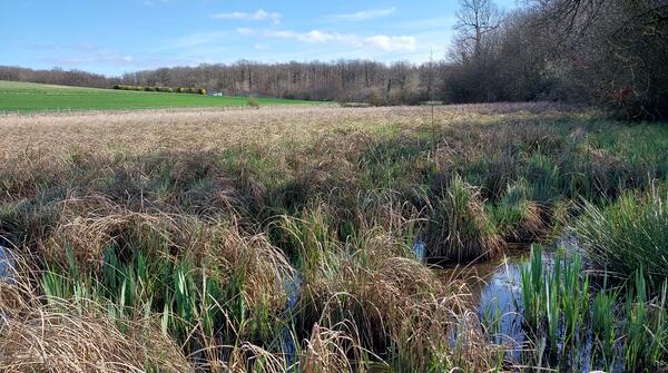Les milieux humides_Comprendre nos territoires face à la question de l’eau