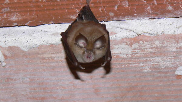 30ème Nuit internationale de la chauve-souris