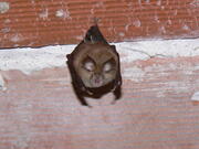 30ème Nuit internationale de la chauve-souris