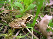 À la découverte des amphibiens