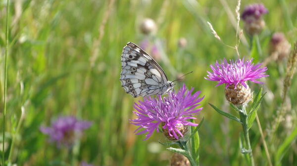 « Défi Nature en Ville » du 24 au 27 avril 2026